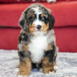 Doc - Merle male Bernedoodle puppy in Dundee, Ohio from Down Home Doodle