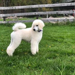 Poodle Puppies from D and D Standard Poodles