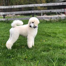 Poodle Puppies from D and D Standard Poodles