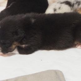 Girl 5 - female Australian Shepherd puppy in Cape Girardeau, Missouri from Promise Keeper Kennel
