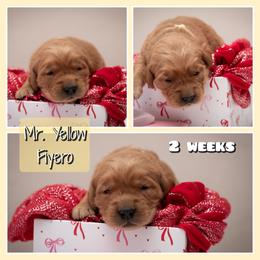 Fiyero - Dark golden male Golden Retriever puppy in Driggs, Idaho from SK Golden Retrievers