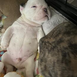 Bulldog Puppies from Jodi's Bulldogs
