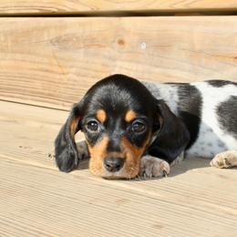 Sassy - Piebald female Dachshund puppy in Ben Lomond, Arkansas from Miesha Carver's Bulldogs