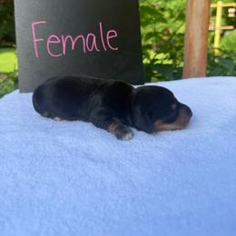 Girl1 - Black and tan female Dachshund puppy in Stilwell, Oklahoma from Johnson Dachshund’s