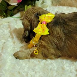 Dachshund Puppies from CLARK'S BREEDING PROGRAM
