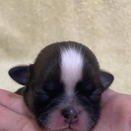 Shih Tzu Puppies from Willow Lane Shih Tzus