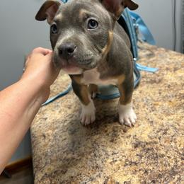 El Dorado - Blue tri-color male American Bully puppy in Orlinda, Tennessee from SimplyBullies