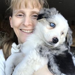 Aussiedoodle, Australian Shepherd, Dachshund, and Miniature Australian Shepherd Puppies from Bline’s Awesome Aussies & Doxies at the Bline Family Farm