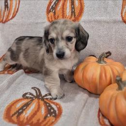 Abbie Tiny Cream Dapple 6000 - Dapple female Dachshund puppy in Denton, Georgia from Pleasantdachs Minis