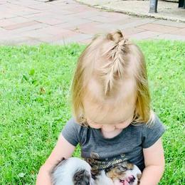 Miniature Australian Shepherd Puppies from Broken T Australian Shepherds