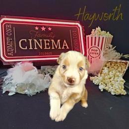 Hayworth - The Showstopper - Red merle female Australian Shepherd puppy in Pittsville, Wisconsin from Match Dot Pup