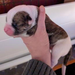 Boy 1 - White and brindle male American Bulldog puppy in La Porte, Indiana from Slayton's American Bulldogs