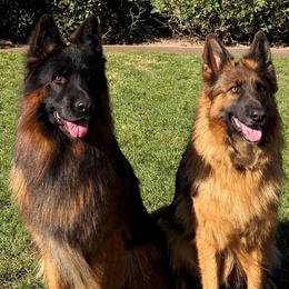 AKC Orange Girl - Black and red female German Shepherd puppy in Bakersfield, California from Aguirre Farm