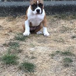 American Bully Puppies from Shooting Star Bullies