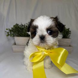 Lola - Black gold and white female Shih Tzu puppy in Bullhead City, Arizona from Arizona Shih Tzu Land