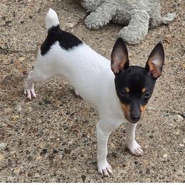 Tri male - White black and tan male Toy Fox Terrier puppy in Liberty, Texas from Ashwind kennels