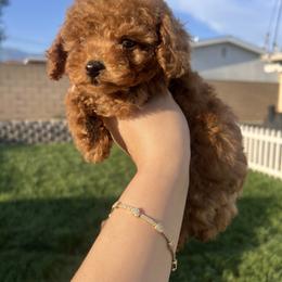Blue - Red  male Poodle puppy in Riverside, California from Poodles and Frenchies