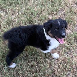 Roger - Black tri-color male Australian Shepherd puppy in Mount Vernon, Texas from RJ's Aussie Posse