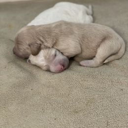 Goldendoodle Puppies from Teddy Grace Doodles