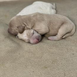 Goldendoodle Puppies from Teddy Grace Doodles