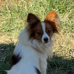 Axel - Papillon