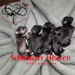Boy 2 - Salt and pepper male Miniature Schnauzer puppy in Pelzer, South Carolina from Schnauzer Heaven Von Longbach