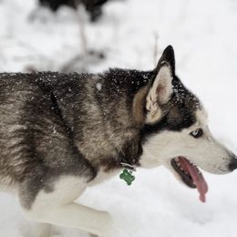 Siberian Husky All Grown Up from AKC-ley Huskies