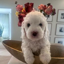 Rose - White female Cavapoo puppy in Sacramento County, California from Sac-Town Poodles and Doodles
