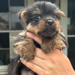 Reggie - Black and tan male Norwich Terrier puppy in Groesbeck, Texas from Ranch 4M
