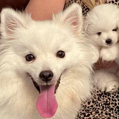 American Eskimo Dog Puppies from Soleil American Eskimos
