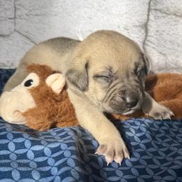 Monkey - Yellow female Black Mouth Cur puppy in Warsaw, Missouri from Heritage Cow Dogs