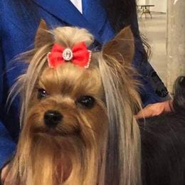 Leo - Yorkshire Terrier