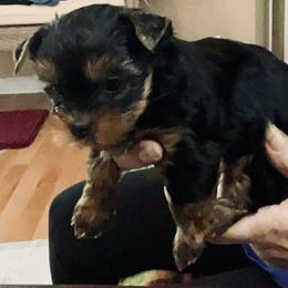 Yorkshire Terrier Puppies from Yorkies of Julington Creek