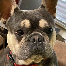 Loki - French Bulldog