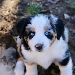 Lucky - Blue merle male Miniature Australian Shepherd puppy in Fort Smith, Arkansas from Rye Hill Aussies