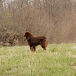Kayce - Australian Shepherd