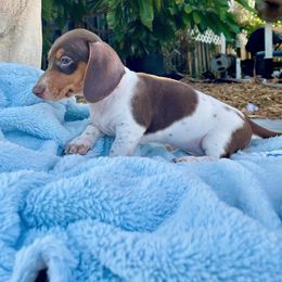 Dachshund Puppies from Tropic Dachshunds