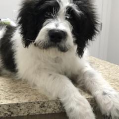 Cockapoos and Saint Berdoodles from Doodleloveforever