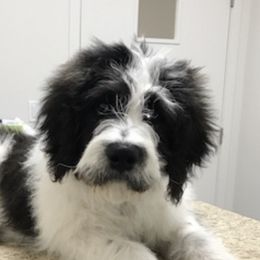 Cockapoos and Saint Berdoodles from Doodleloveforever