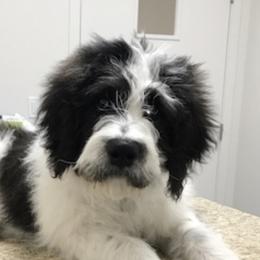 Cockapoos and Saint Berdoodles from Doodleloveforever