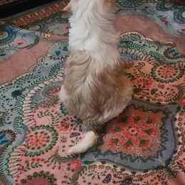 Chinese Crested Puppies from Zion"s Chinese Cresteds