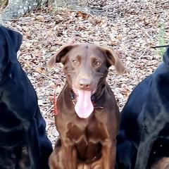 Labrador Retrievers from Cedar Ridge Retrievers