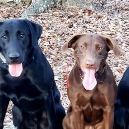 Labrador Retrievers from Cedar Ridge Retrievers