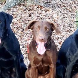 Labrador Retrievers from Cedar Ridge Retrievers