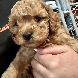 Firecracker (blue collar boy) - Brown male Cavapoo puppy in Modesto, California from Molly n Friends