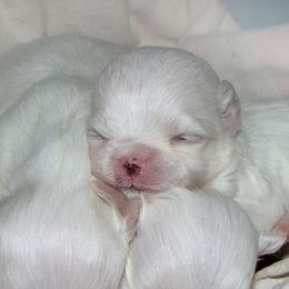 Maltese Puppy Girl 1 - White female Maltese puppy in Tempe, Arizona from Pooch Perfect Puppies