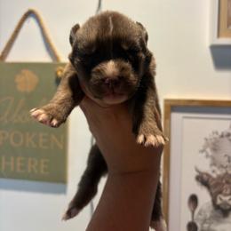 Girl 3 - Red and white female Siberian Husky puppy in Pelham, Alabama from Tails & Belles Dog Breeding
