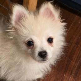 Tofu - Cream male Pomeranian puppy in El Centro, California from BabyBooPoms