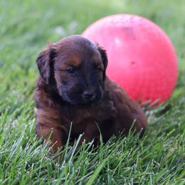 Patrick - Red male Whoodle puppy in West Bend, Iowa from Blue Skies Terriers