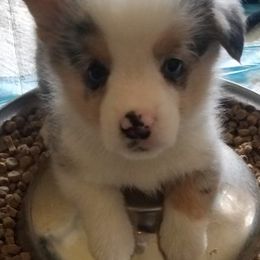 American Corgis from Suzie's Corgis